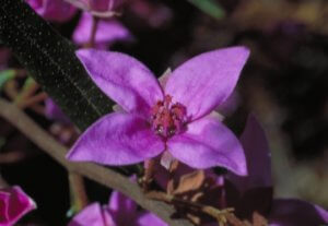 Floral do Bush Australiano Boronia