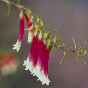 Bush Fuchsia © Essencias Florais - Bush Essences - Imagem Cedida para Divulgacao de Produtos}