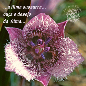 Floral da Califórnia Star Tulip